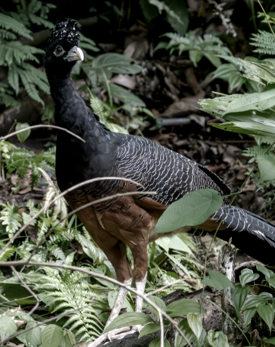 Blaulappenhokko