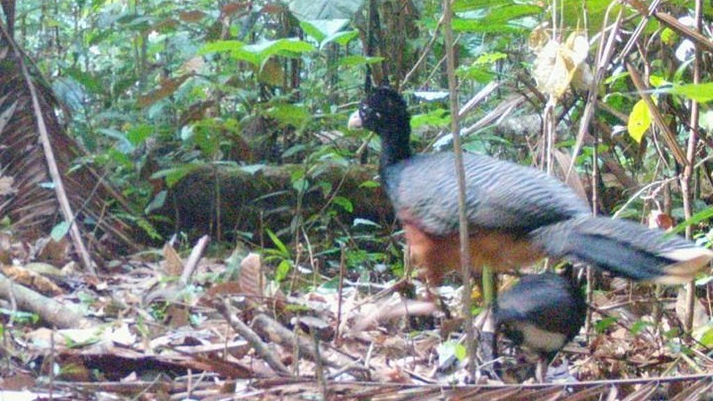 Wildkamera: Blaulappenhokko-Weibchen mit Küken