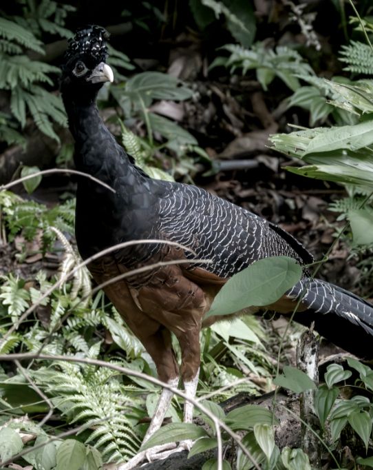 Blaulappenhokko