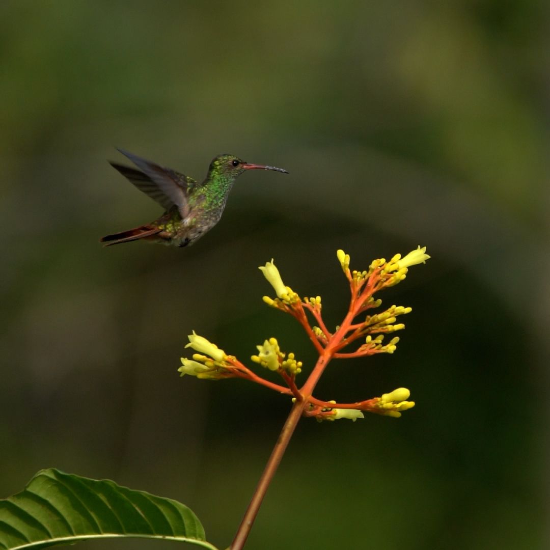 Kolibri