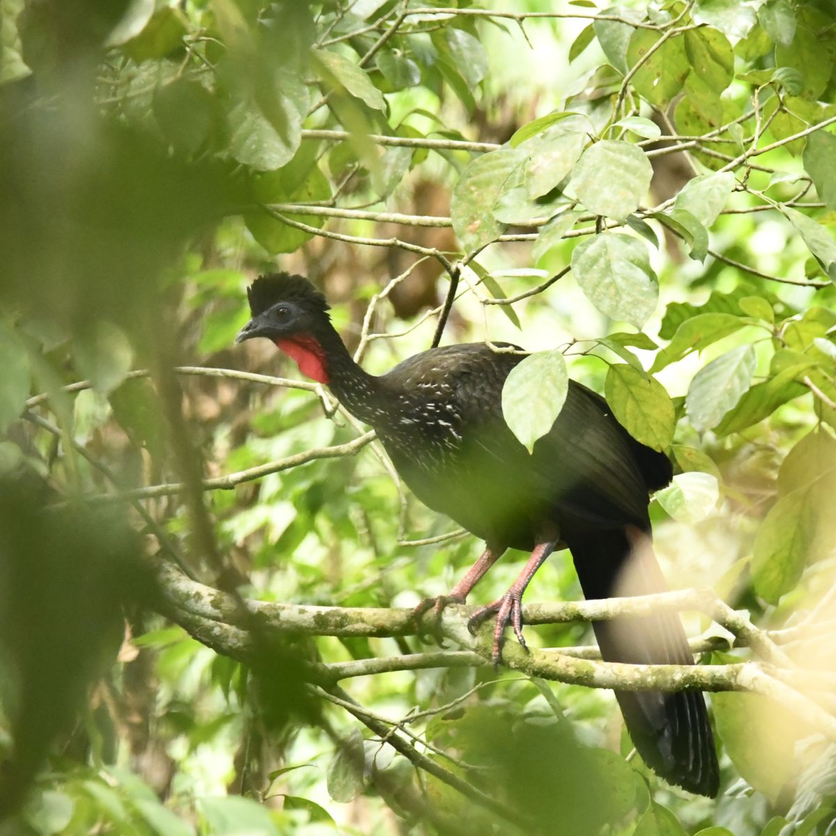 Schakuhuhn