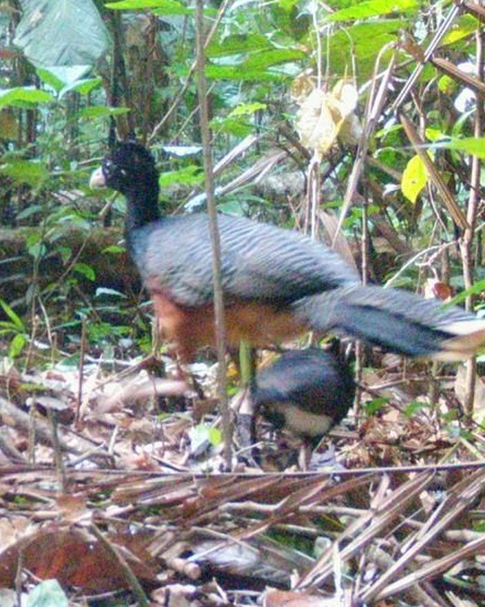 Blaulappenhokko-Weibchen mit Küken